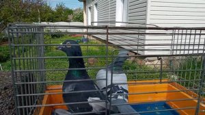 Спортивные Голуби ✈✈✈✈✈