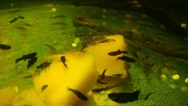 Анциструс. Чем кормить.Кормим тыквой, капустой, огурцом.