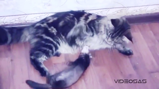 Боевой хорек vs мейн-кун ! смотреть онлайн