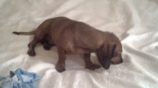 Жизьнь щенка Руфика часть 1.♥♥♥♡♡ смотреть онлайн