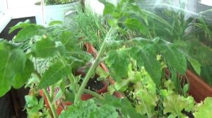 Выращивание зелени на балконе. Огород на балконе и окошке в июле.