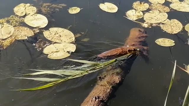 Обитатели рек. Выдра. Река. Inhabitants of rivers. Otter. ऊद नदी #otter #wildlife #nature смотреть онлайн