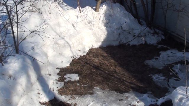 Пчеловодство. Подготовка пасеки к выставке пчел. Пасечные весы. Весенние работы на пасеке смотреть онлайн