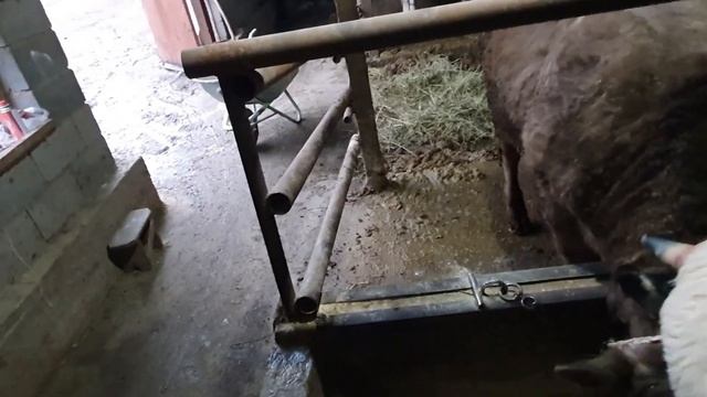 Сдал 2-ух быков, купил Ангуса смотреть онлайн