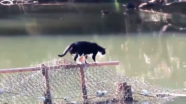 Этот кот плюёт на трудности смотреть онлайн