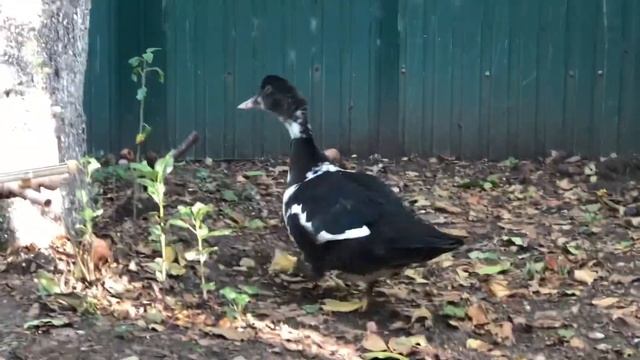 Взвешивание утят индоутки в два месяца. смотреть онлайн