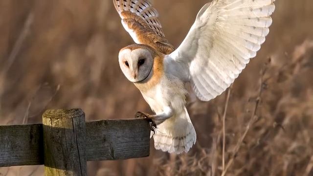 Животные говорят смотреть онлайн