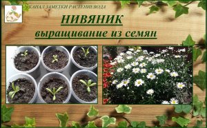 Нивяник (садовая ромашка) - выращивание из семян, от посева до цветения