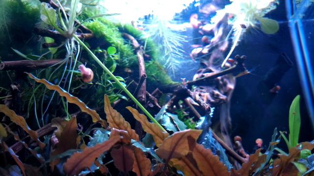 Релаксирующий синтез видео аквариумов и звуки клавишного инструмента :) Жизнь в аквариуме смотреть онлайн