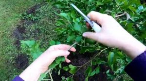 ШЕЛКОВИЦА НА ШТАМБЕ