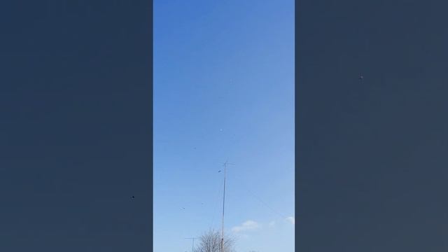 Аютинская порода - это лётные голуби. смотреть онлайн