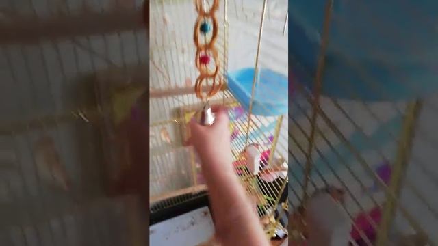 Что должно быть в клетке у попугайчика смотреть онлайн