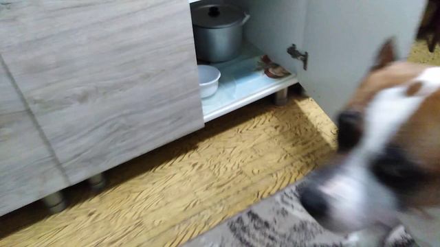 Амстафф отказывается идти гулять но требует еду смотреть онлайн