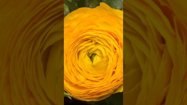 #surah #islam #youtuber #chittagong #uzbekistan #turkmenistan #quran #heart смотреть онлайн