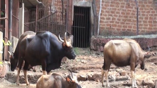 BONDLA ZOO IN GOA 2012 смотреть онлайн