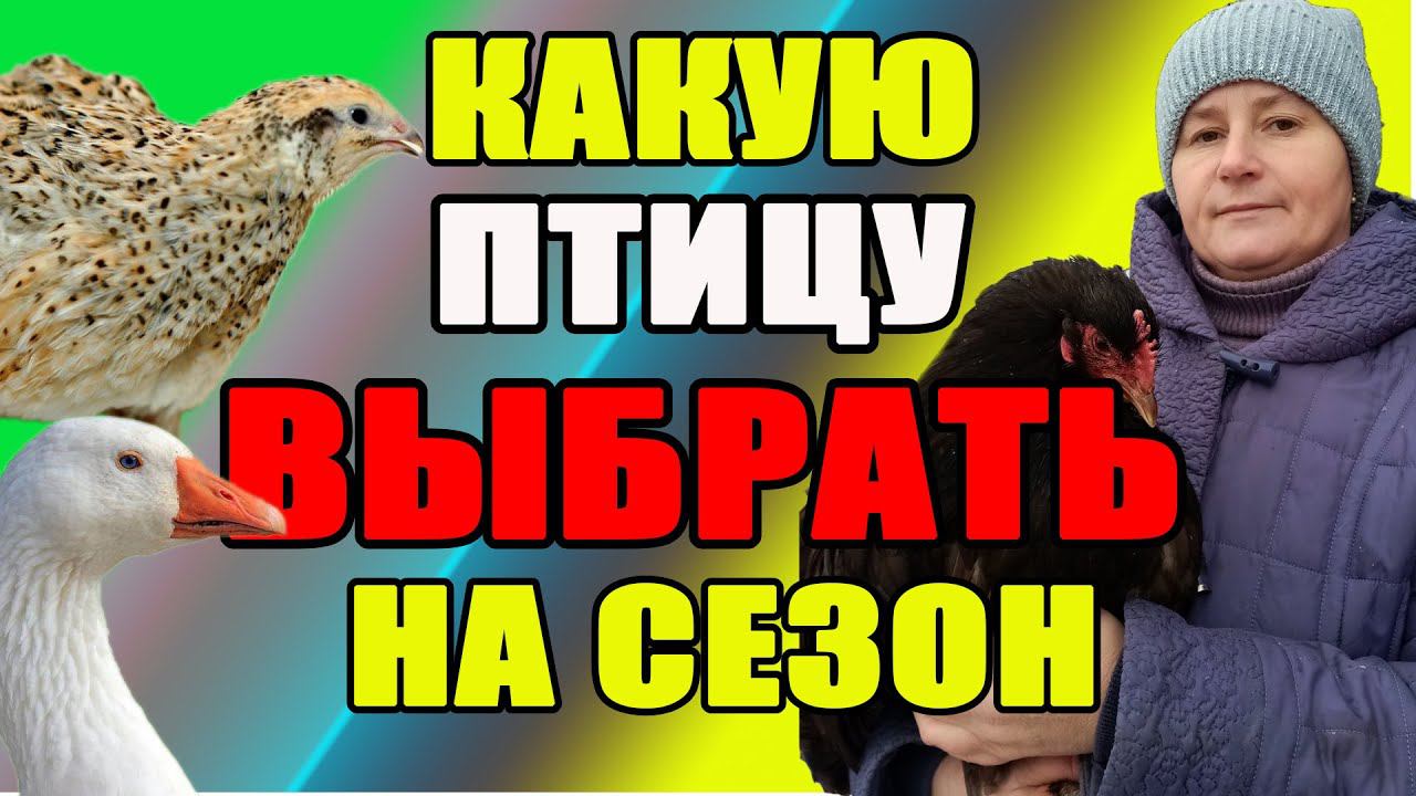 Какую птицу ЛУЧШЕ брать на сезон. смотреть онлайн