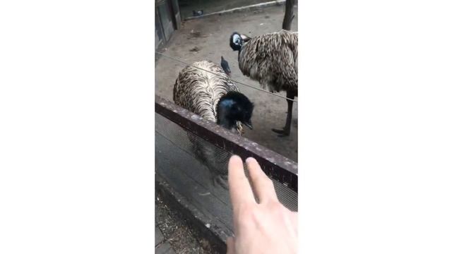 Зоопарк Будапешт смотреть онлайн