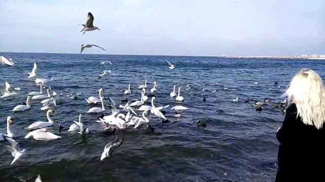 Наглые чайки объедают лебедей... #Анапа смотреть онлайн
