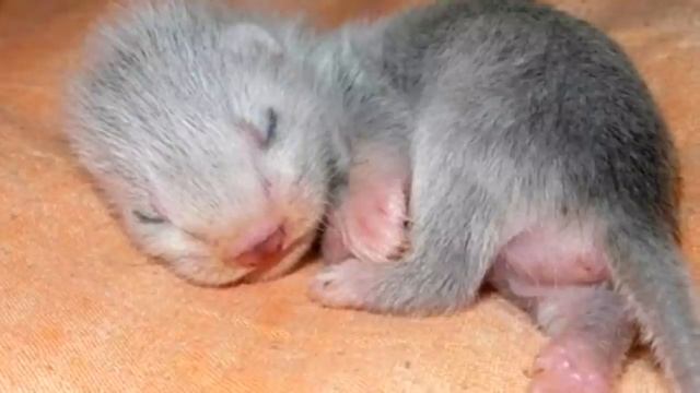Мальчик нашел в траве странного котёнка , каково же было его удивление, когда малыш подрос смотреть онлайн