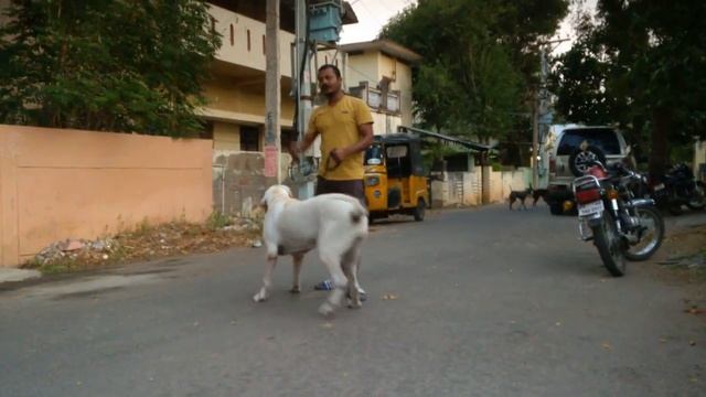 Fila Brasileiro aggresive brazilian mastiff смотреть онлайн