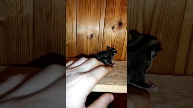 Крохотный цукер глайдер ? Австралийская белка летяга (сахарный поссум) смотреть онлайн