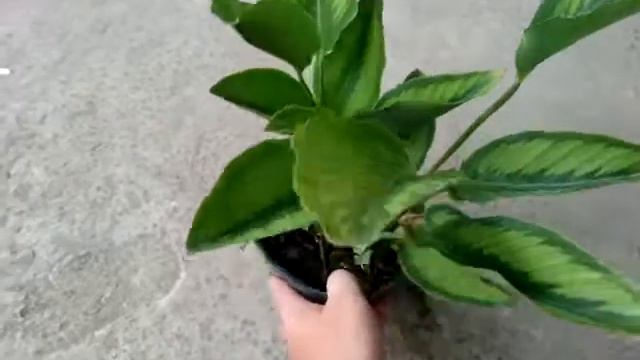 Cây Đuôi Công Trắng Xanh - 1172 смотреть онлайн