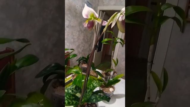 2 февраля 2020 г. смотреть онлайн