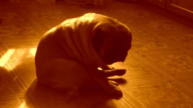 Мопс дремлет. смотреть онлайн