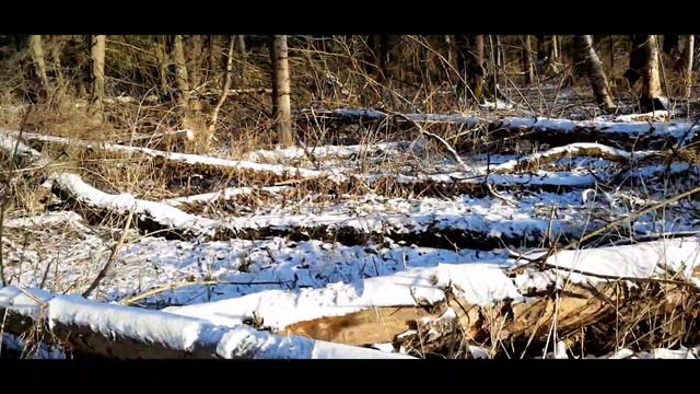 Вылазка на Яузские болота. 1 часть смотреть онлайн