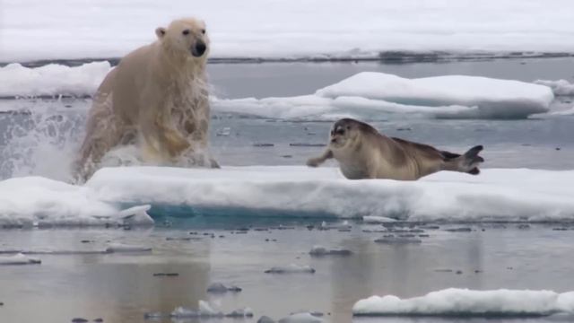 When an Orca Meets a Hungry Polar Bear смотреть онлайн