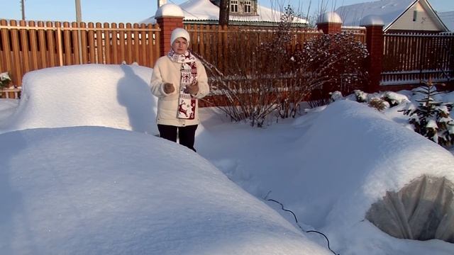 Как зимуют розы, зима 2021 смотреть онлайн