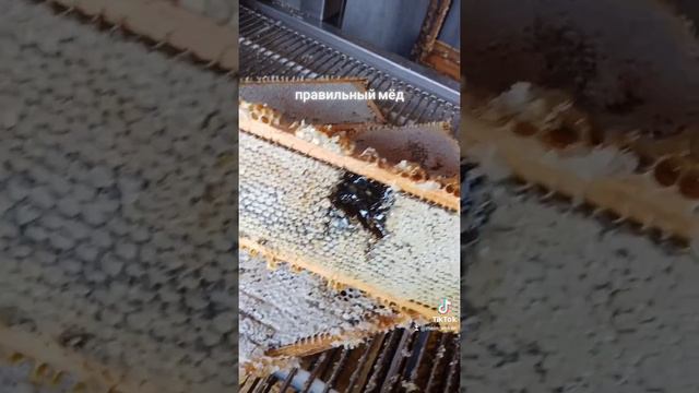 правильный мёд смотреть онлайн