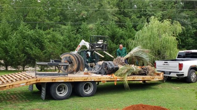 Наконецто мои пальмы тут Сверлят дырки ямы отверстия Посадка пальм Finally my palm trees🌴are here смотреть онлайн