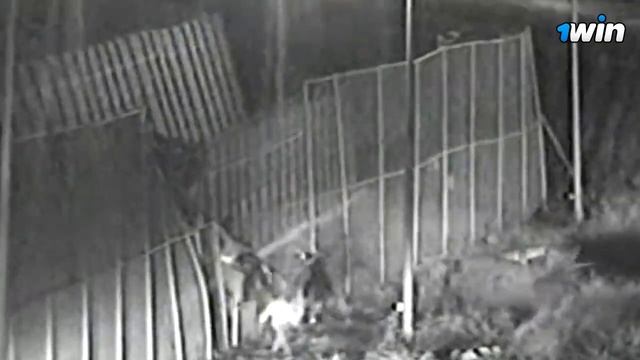 ?От беженца до чемпиона UFC? Фрэнсис Нганну ДО ТОГО КАК СТАЛ ИЗВЕСТЕН смотреть онлайн