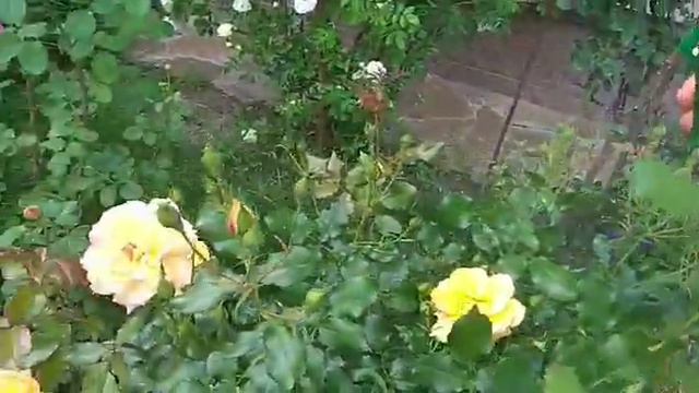 069 Вспомним лето. Одно из средств от тли.