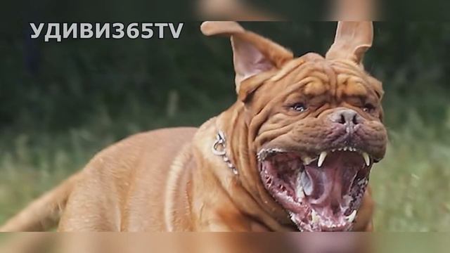 ТОП.Собаки с сильным укусом. Не надо их злить! смотреть онлайн
