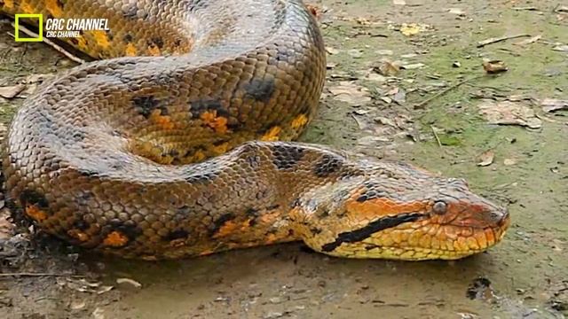 Pertarungan Sampai M4ti ANACONDA vs KING COBRA, Siapa Yang Akan Menang? смотреть онлайн