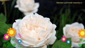 Роза английская кустовая Винчестер Кафедрал. Краткий обзор, описание характеристик