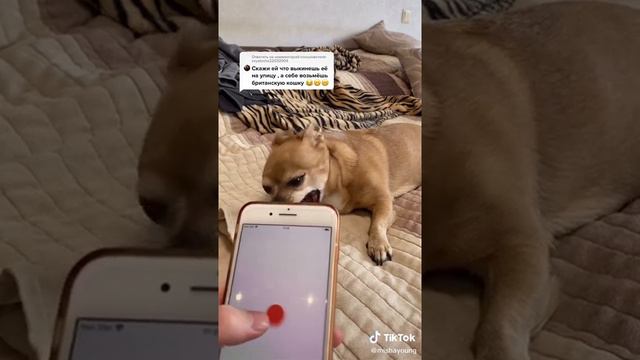 злая собака из тик тока 🖖 смотреть онлайн
