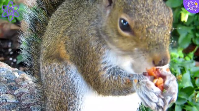 Carnivores, Herbivores And Omnivores | KS1 Year 1 Science |  Home Learning