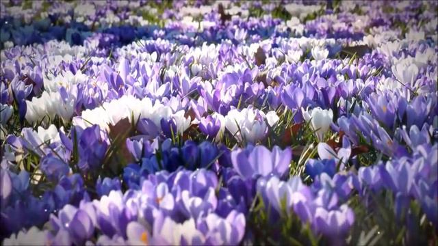 🔹Послание Хроник Акаши-ченнелинг смотреть онлайн