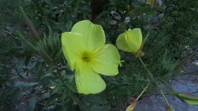 Растения для питания