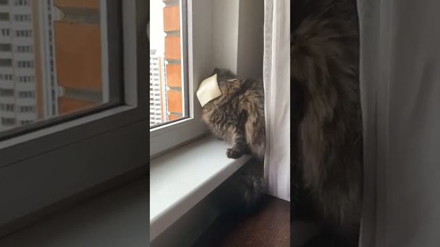 Сырный челлендж/ The Cheese Challenge смотреть онлайн