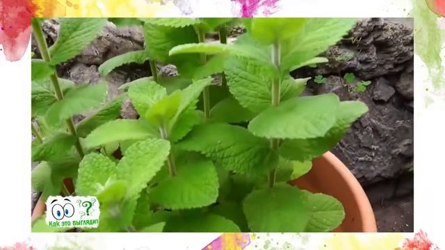 СтройТехнологии