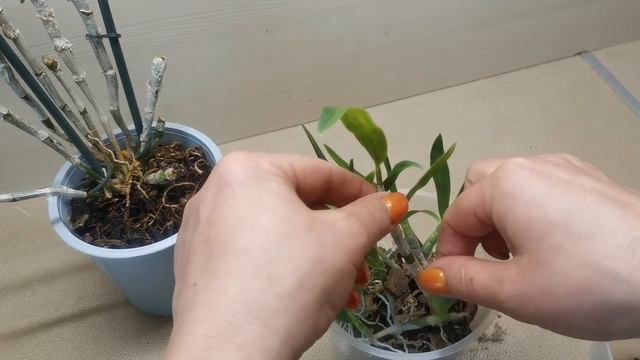 Дендробиум Stardast размножение смотреть онлайн