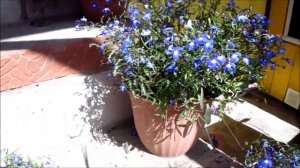 ЛОБЕЛИЯ Как продлить пышное цветение