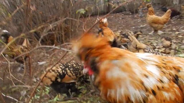 Золотой Петушок  The Golden Cockerel