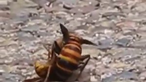 Опасные животные. Дикие животные. Шершень против осы