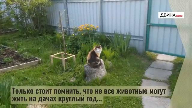 День дачника смотреть онлайн