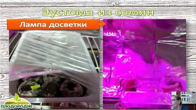 Эустома - выращивание смотреть онлайн